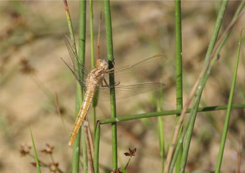 Réf. 337 715 : Orthetrum brunneum